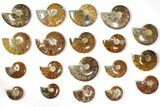Lot: to Polished Ammonite Fossils - Pieces #116607-1